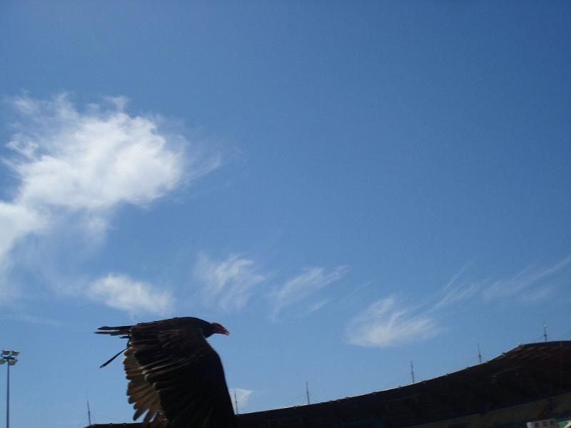 2008-08-08_Marineland(55).JPG