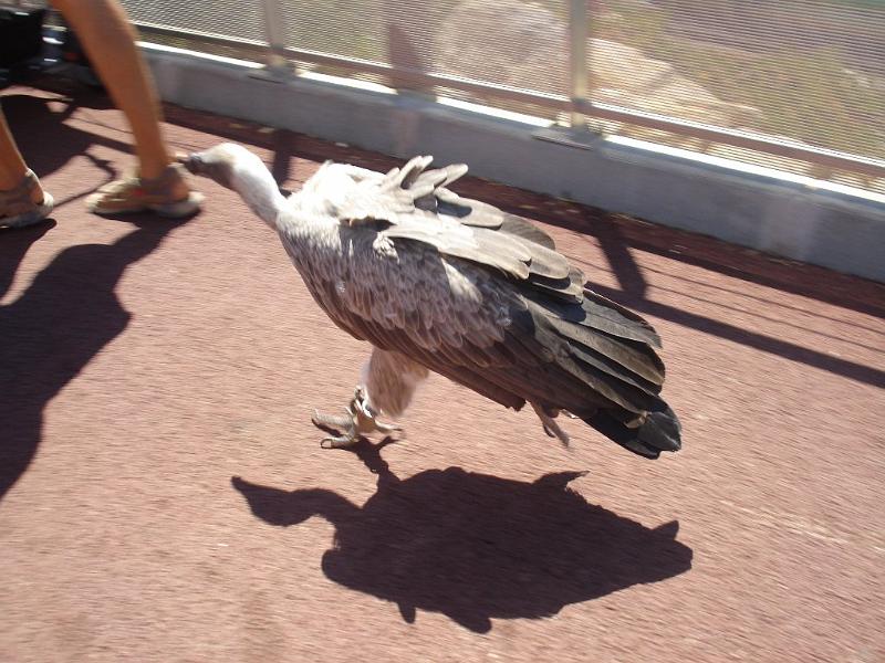 2008-08-08_Marineland(61).JPG