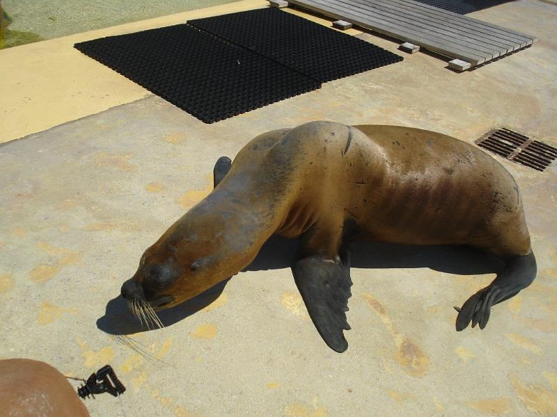 2008-08-08_Marineland(74).JPG