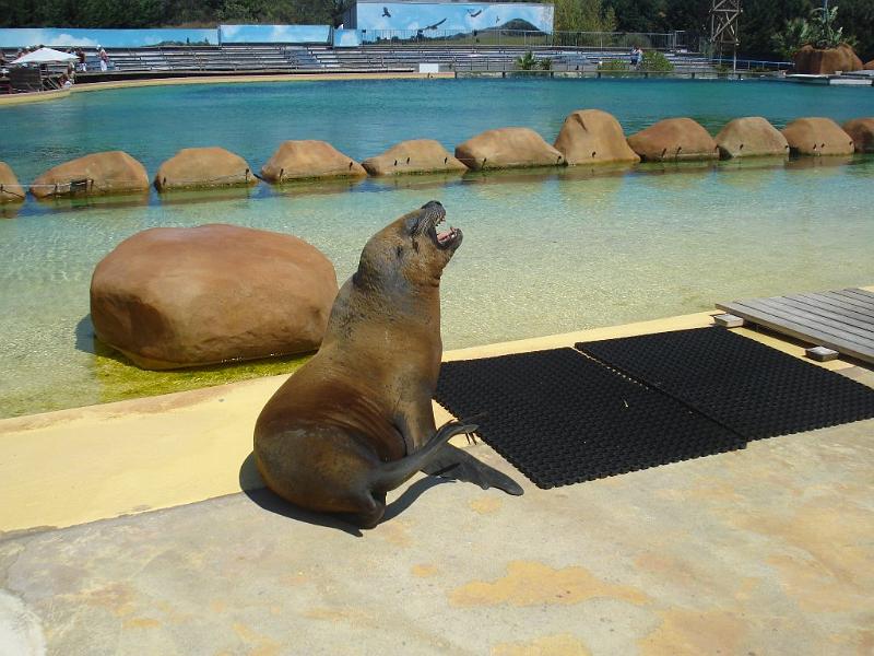 2008-08-08_Marineland(75).JPG