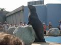 2008-08-08_Marineland(10)