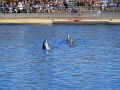 2008-08-08_Marineland(28)