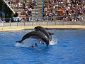 2008-08-08_Marineland(35)