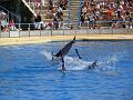 2008-08-08_Marineland(36)