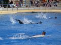 2008-08-08_Marineland(37)