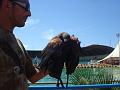 2008-08-08_Marineland(58)