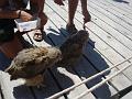 2008-08-08_Marineland(72)