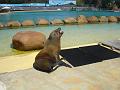 2008-08-08_Marineland(75)