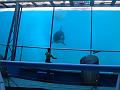 2008-08-08_Marineland(90)