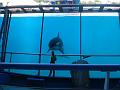 2008-08-08_Marineland(91)