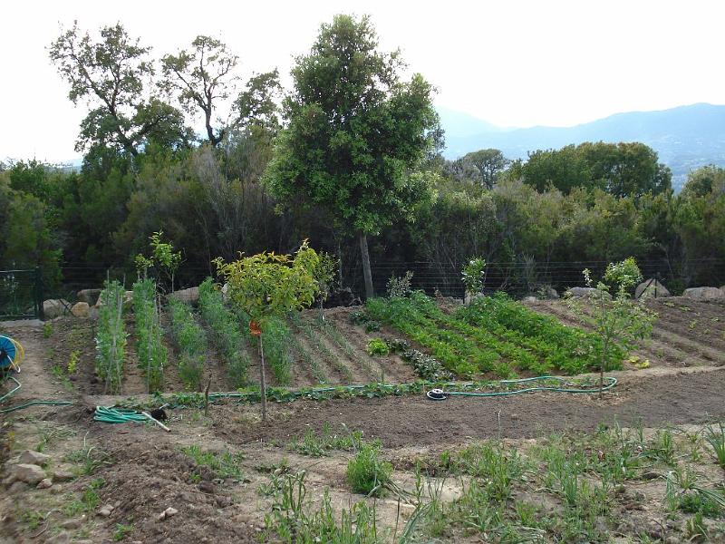 Potager_2008-05-09.JPG